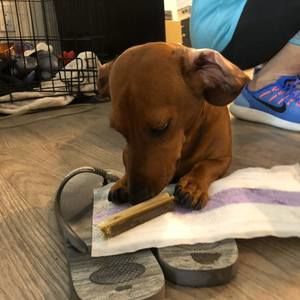 Meet your Posher, Albie